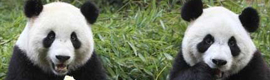 Panasonic and Zoo Ueno offer live images of panda life