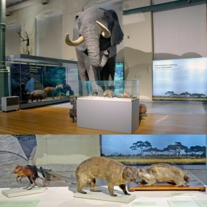 Museo Ciencias Naturales