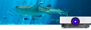 Los proyectores de Sony ofrecen una envolvente experiencia submarina en el Georgia Aquarium