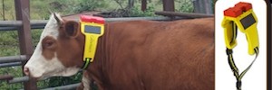 Telefónica Business Solutions brings the advantages of IoT to the livestock industry