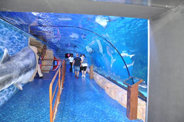 BrightSign y DigiComm Dubai Aquarium Underwater Zoo