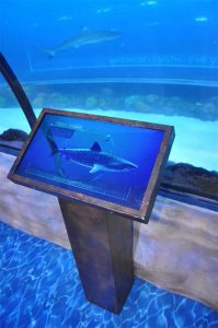BrightSign y DigiComm Dubai Aquarium Underwater Zoo