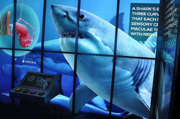 BrightSign y DigiComm Dubai Aquarium Underwater Zoo