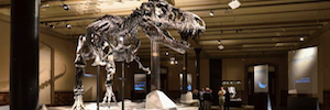 Projetores casio revivem o esqueleto do tiranossauro Rex de forma didática