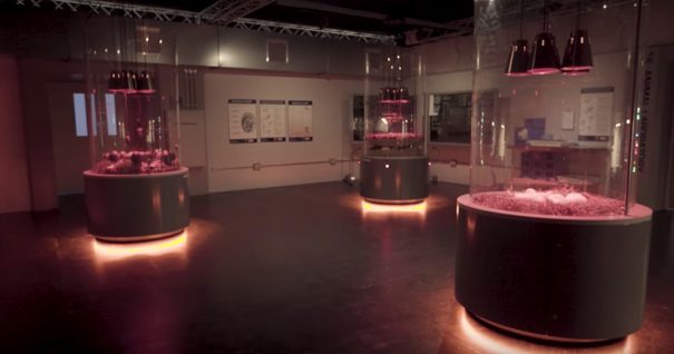 Powersoft Dinosaurs in the Wild