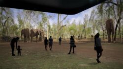 Wild Illuminarium Experiences