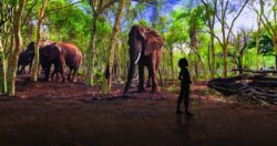 Illuminarium Wild Powersoft