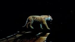 Zoo Amneville Bluebox Extended Optoma