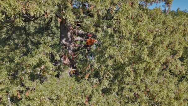 Sennheiser Thomax Rex Beverly