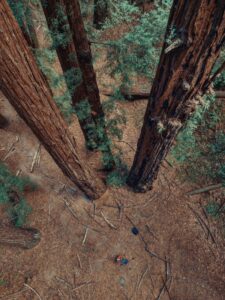 Sennheiser Thomax Rex Beverly