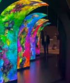 Tennagels Celebrity Xcel